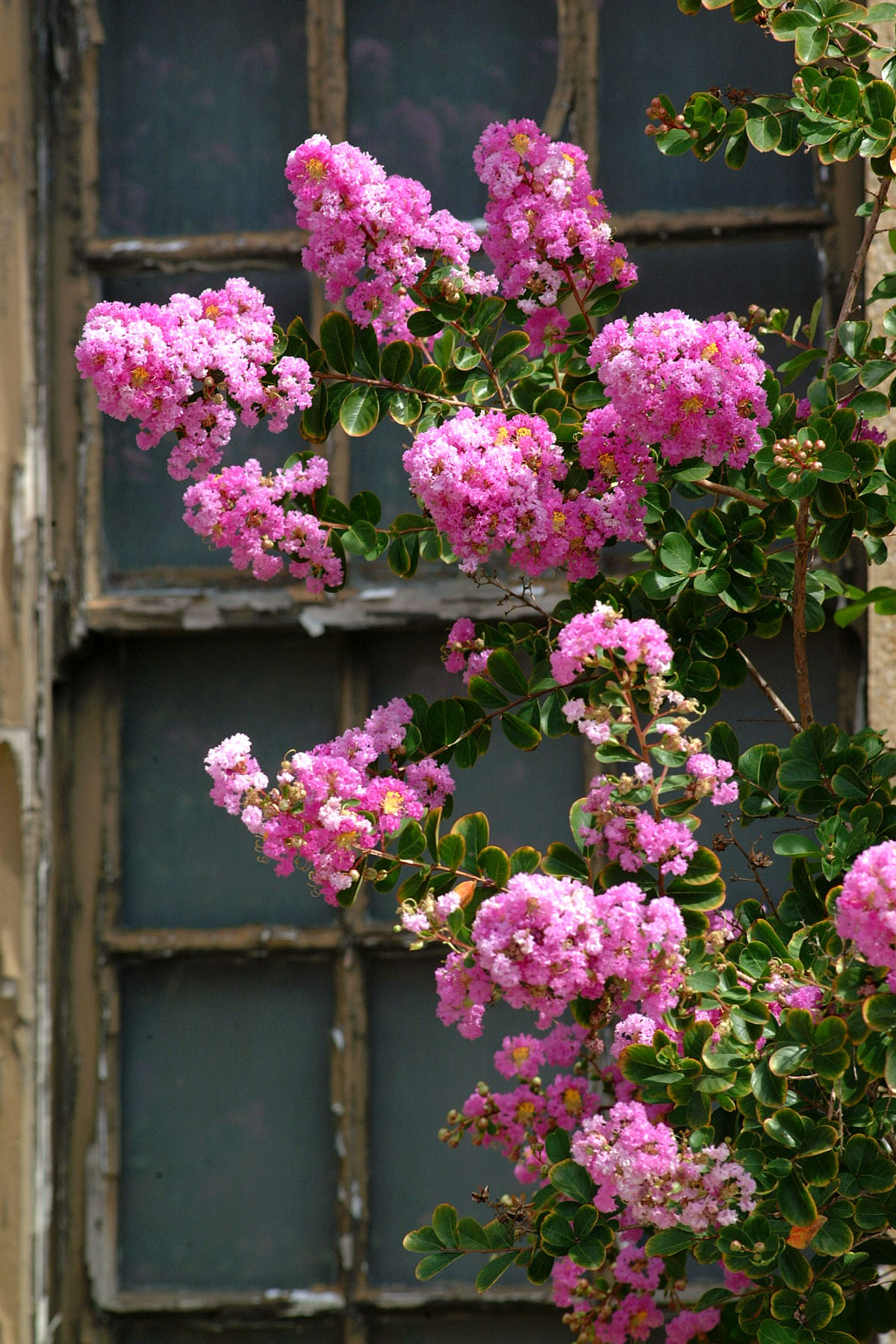 Crape Myrtle 1537jpg
